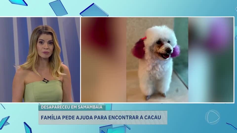 Família pede ajuda para encontrar cachorra desaparecida em Samambaia (DF)