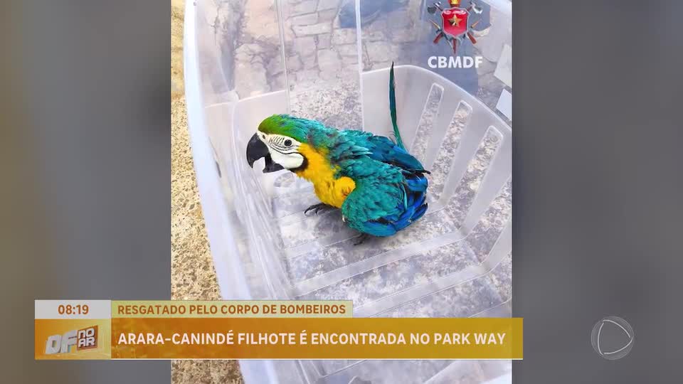 Filhote de arara é resgatado pelo Corpo de Bombeiros no Park Way (DF)