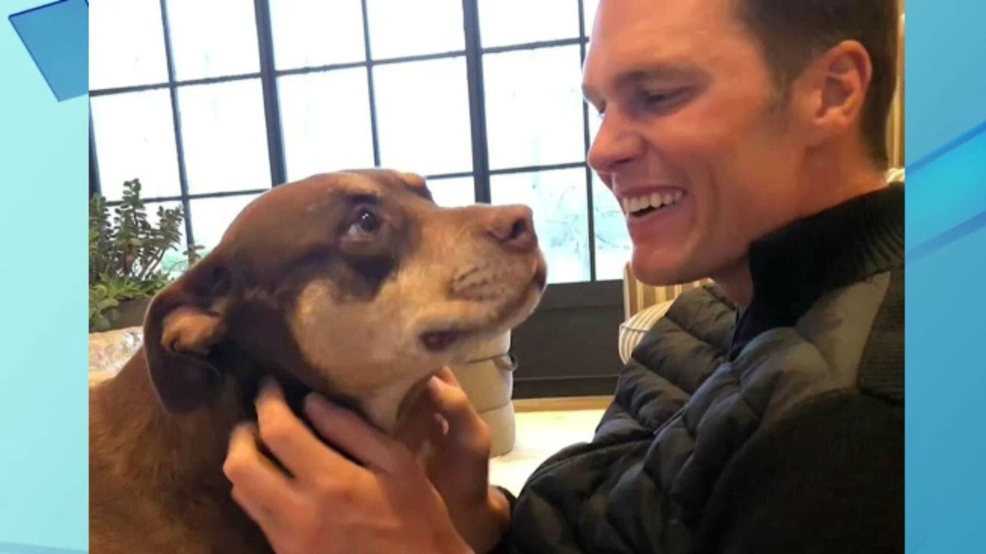 Tom Brady revela que clonou pit bull adotada com a ex Gisele Bündchen