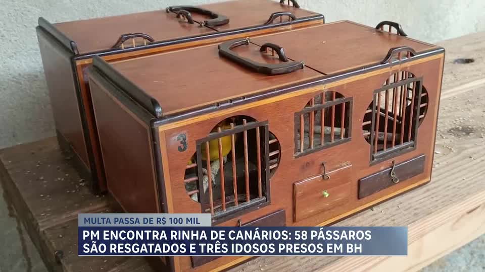 Após denúncia de rinha de canários, PM resgata 58 pássaros e prende três idosos em BH