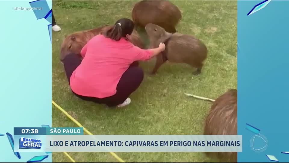 Lixo e atropelamentos ameaçam capivaras na região do Rio Pinheiros