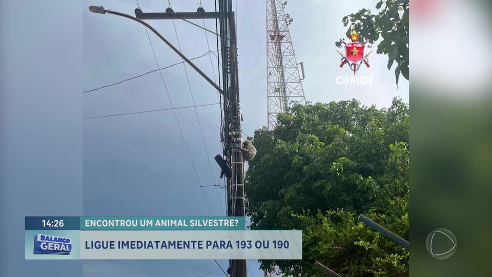Corpo de Bombeiros resgata ouriço preso em poste em Planaltina (DF)