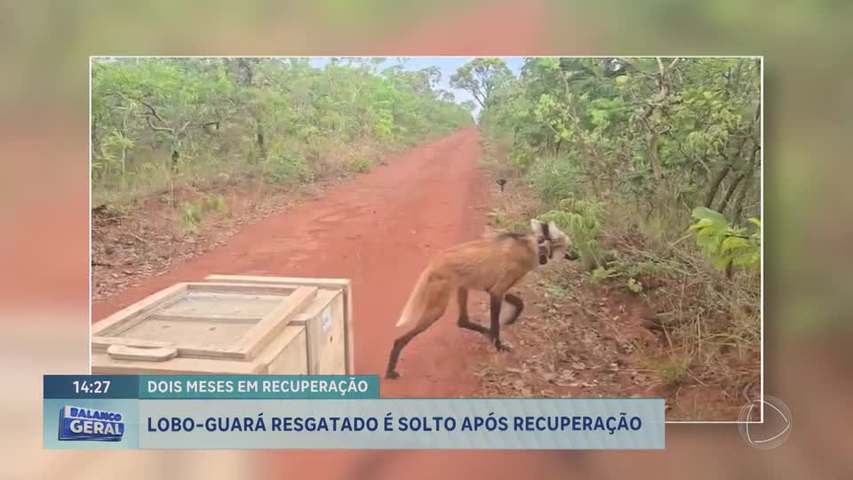 Lobo-guará é reintroduzido no habitat natural após tratamento em Brasília