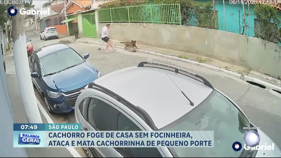 Cachorro foge de casa, ataca e mata cadelinha menor em SP