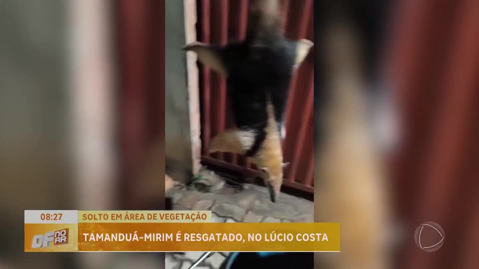 Tamanduá-mirim é resgatado por policiais ambientais no Setor de Chácaras Lúcio Costa (DF)