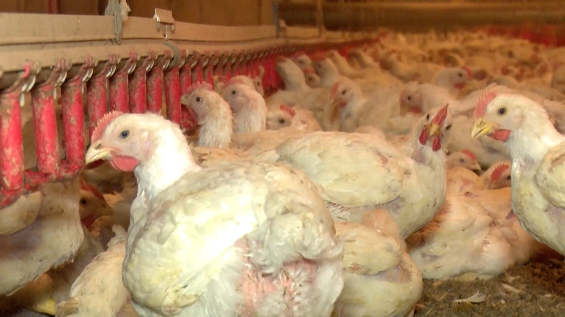 Carne de frango valoriza 6% no balanço de outubro