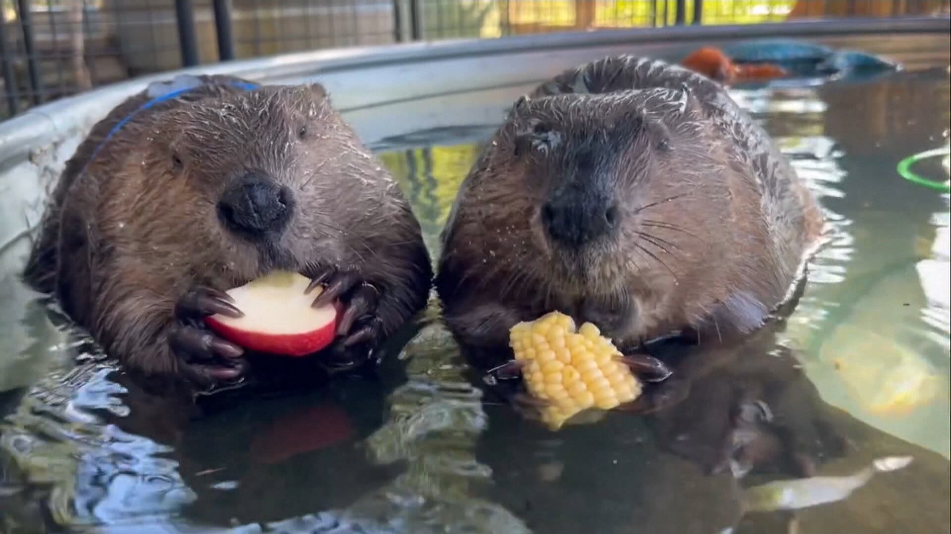 Castores fazem sucesso nas redes sociais com causa nobre