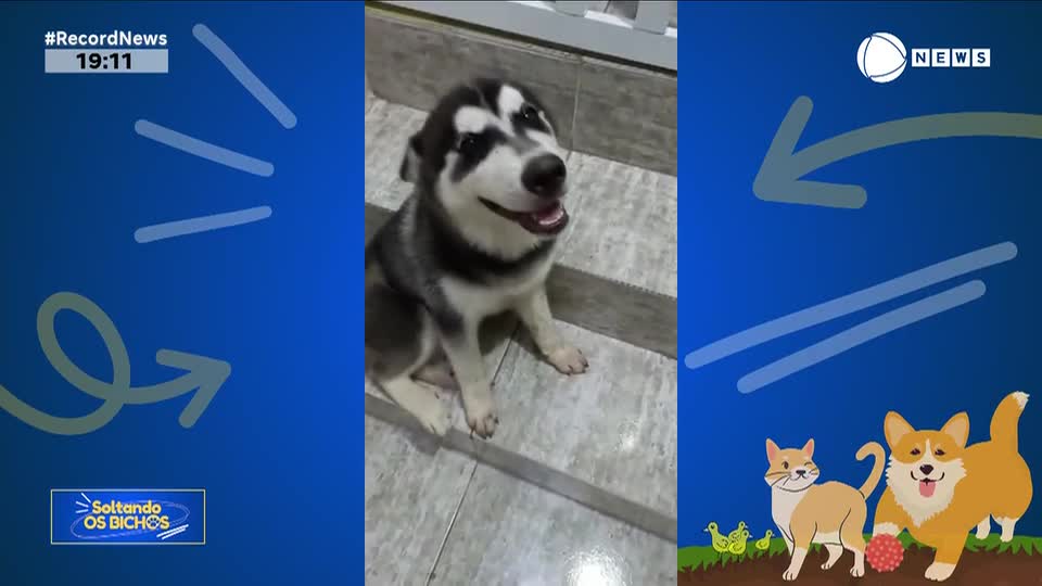 Assista aos destaques do 'Soltando os Bichos' deste domingo (9)