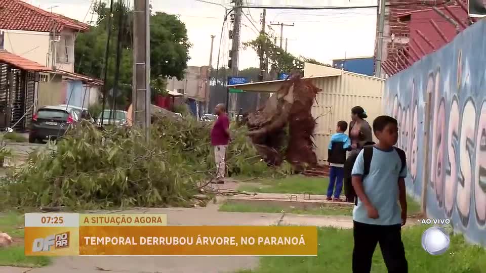 Moradores já haviam pedido remoção de árvore que caiu e danificou casas no Paranoá (DF)