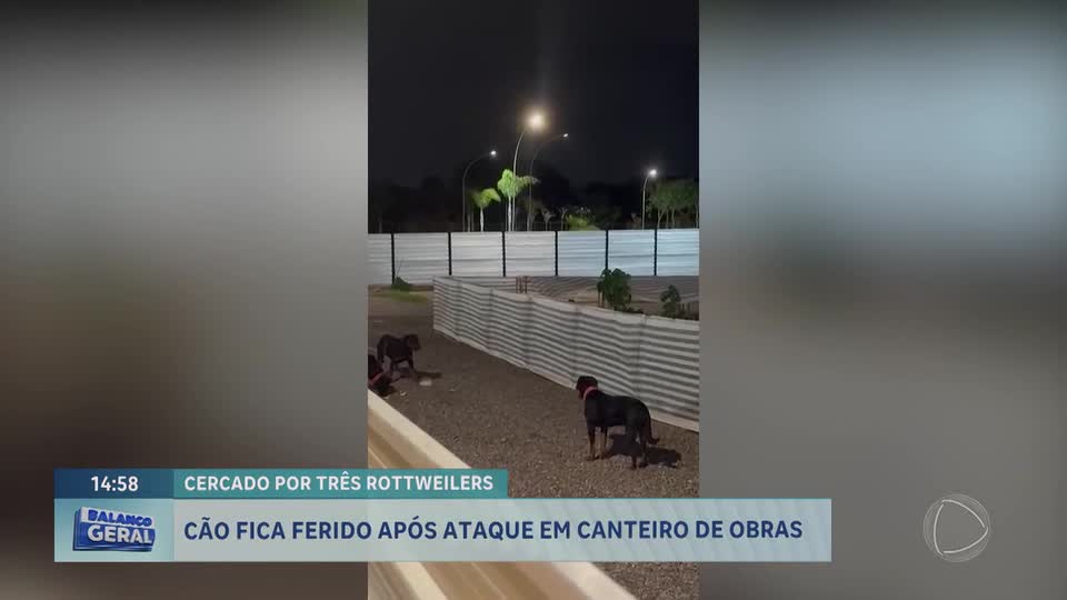 Polêmica no Sudoeste: cachorro fica ferido após ataque por cães de segurança de canteiro de obras