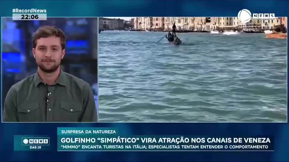 Golfinho 'simpático' vira atração nos canais de Veneza