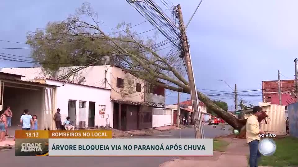 Queda de árvores no DF: chuva forte derruba árvores no Setor de Autarquias