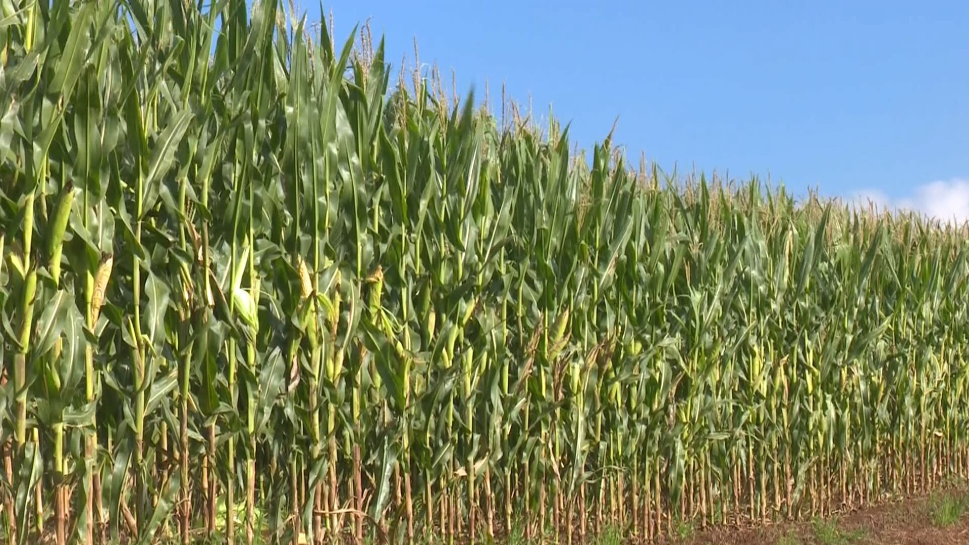 Vendedores de milho cumprem contratos e esperam alta nos preços