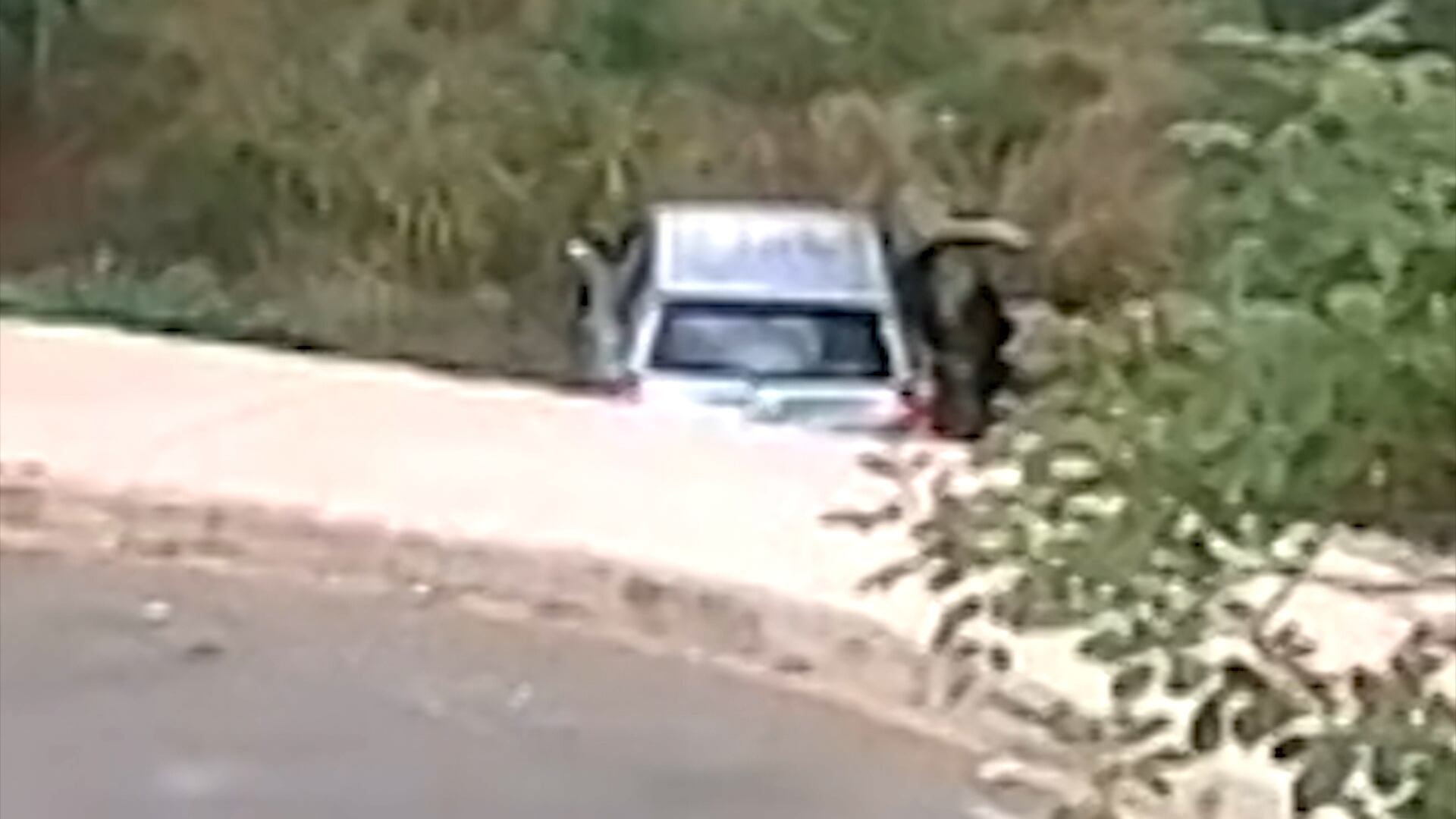 Mulheres são atacadas por abelhas após acidente de carro