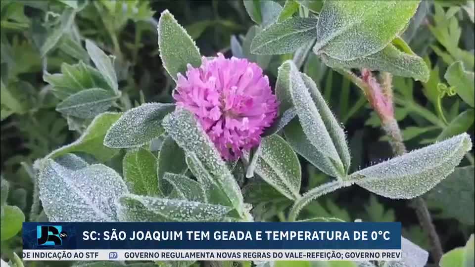 São Joaquim (SC) registra geada e temperatura de 0,1°C nesta terça (11)