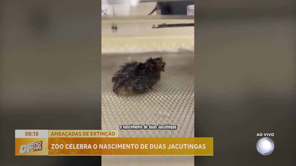 Zoológico de Brasília registra nascimento de jacutingas, espécie ameaçada de extinção