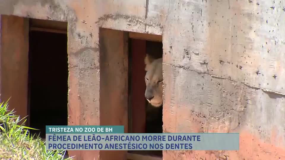 Fêmea de leão-africano morre em zoológico de Belo Horizonte após procedimento de anestesia