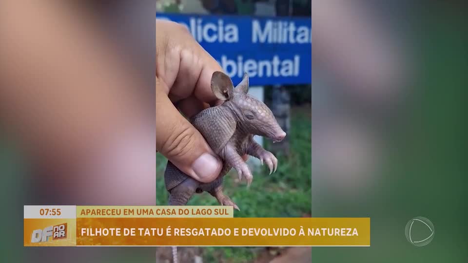 Tatu encontrado em casa no Lago Sul, em Brasília, é resgatado e solto em área de preservação