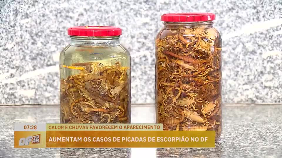 Aumentam casos de picadas de escorpiões no Distrito Federal