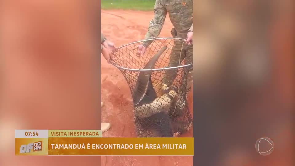 Batalhão Ambiental resgata tamanduá em estacionamento do Setor Militar, em Brasília