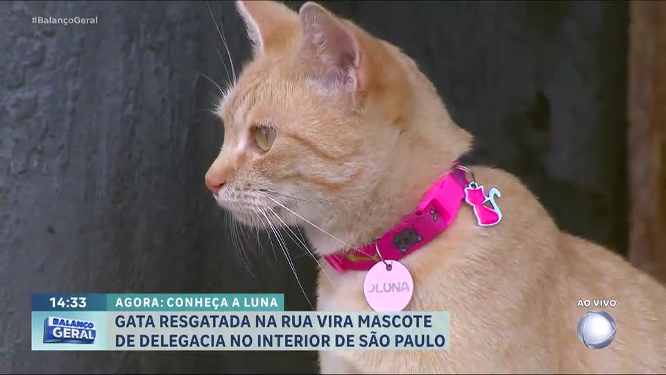 Gatinha resgatada por delegacia se torna mascote do local, no interior de São Paulo