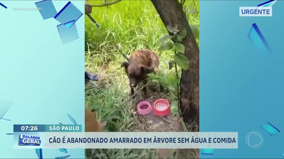 Protetora resgata cachorro deixado amarrado em árvore na Grande São Paulo