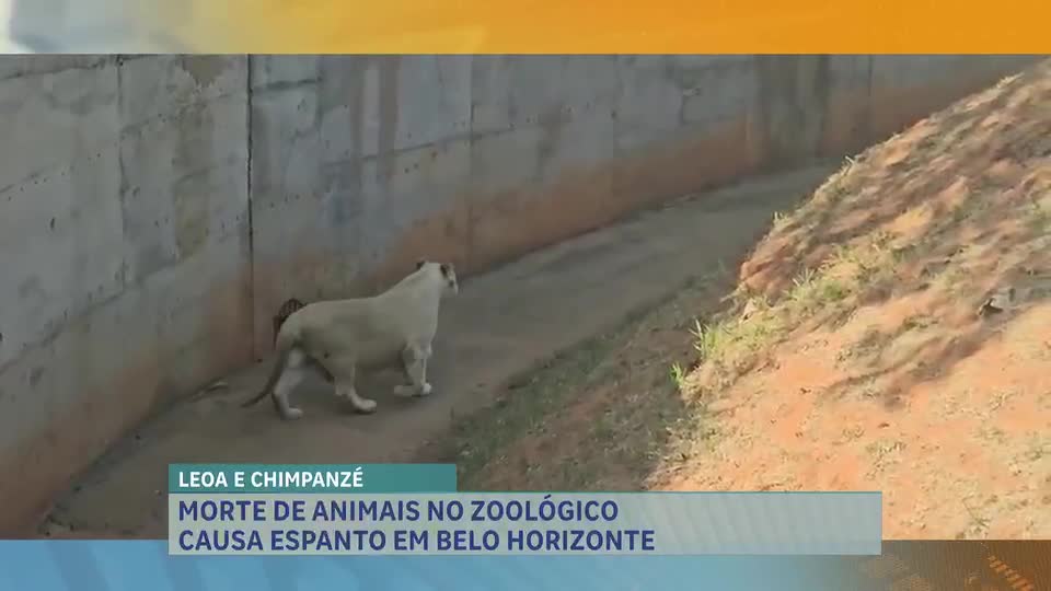 Veterinário traz detalhes sobre fiscalização no zoológico de BH após morte de animais