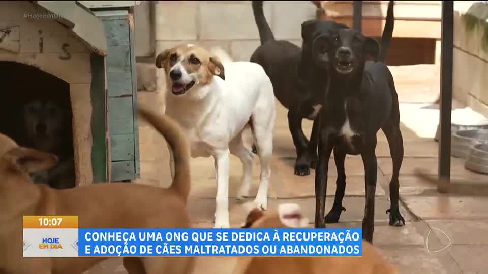 Julinho Casares visita ONG que resgata e recupera cães para serem adotados
