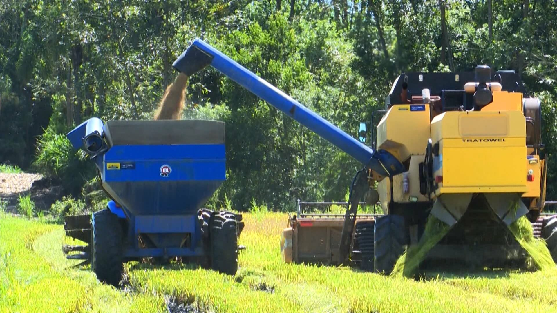 Preço do arroz começa mais um mês em queda