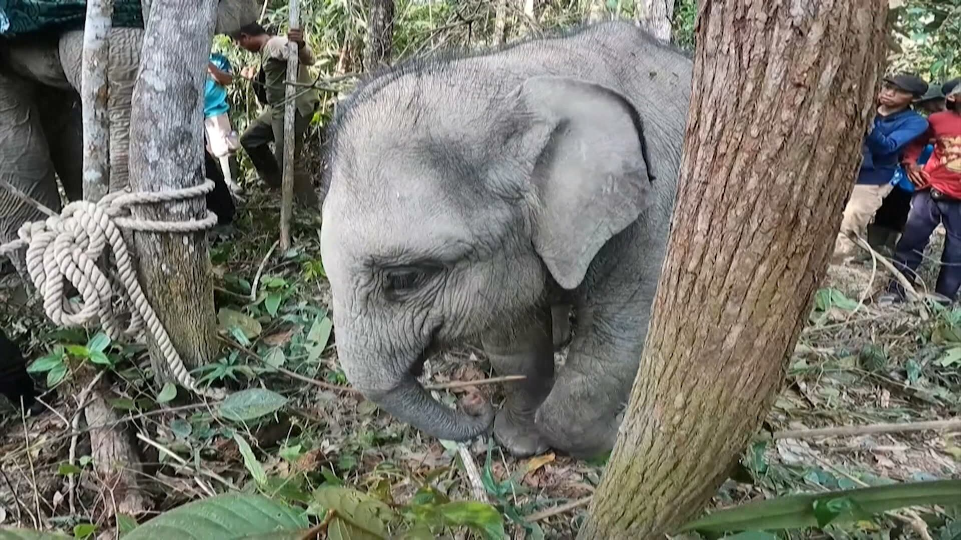 Tecnologia ajuda a proteger elefantes na Indonésia