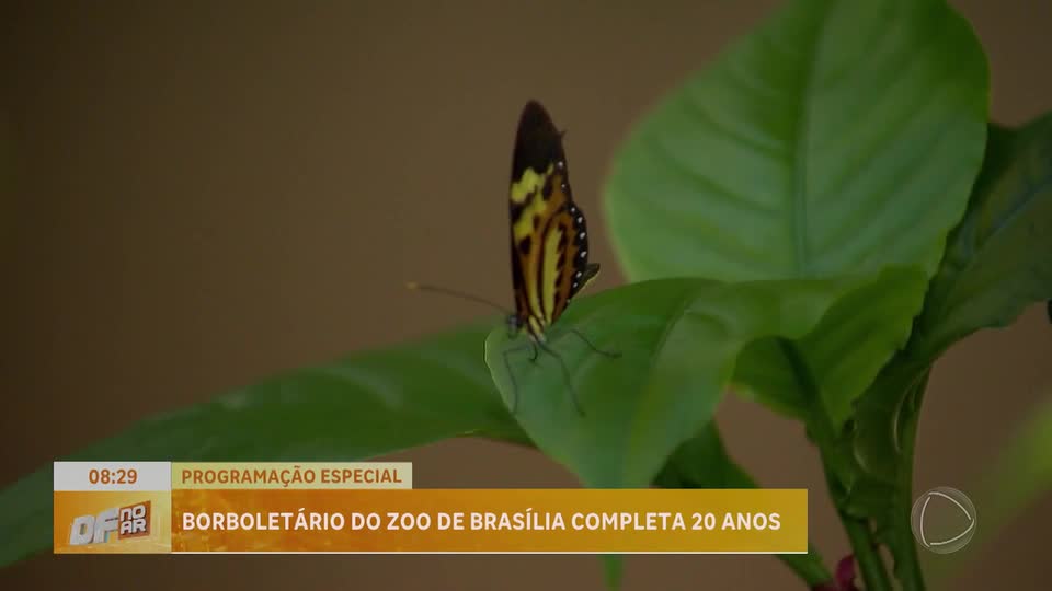 Borboletário do Zoológico de Brasília celebra 20 anos com programação especial