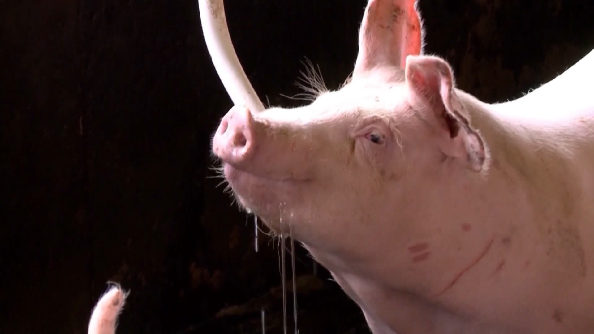 Entenda a reação dos preços dos suínos no Brasil