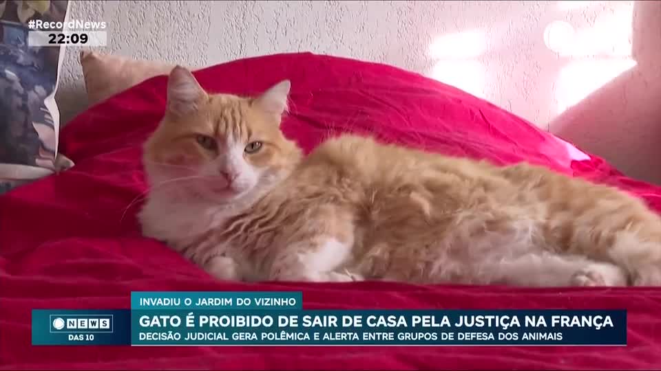 Gato é proibido de sair de casa pela Justiça na França