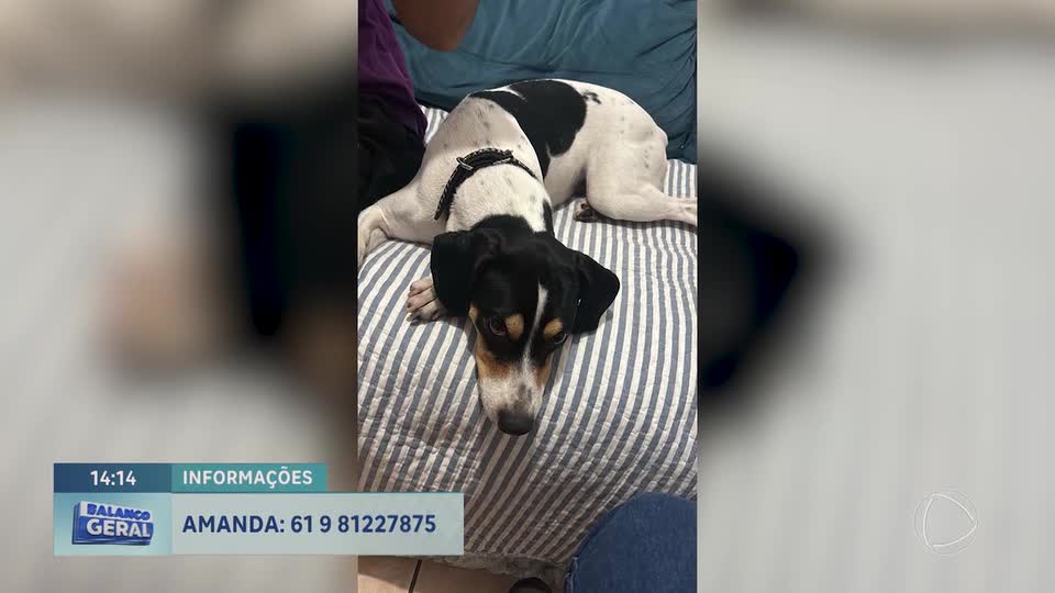Moradores de Ceilândia (DF) buscam tutor de cachorrinha encontrada em cartório