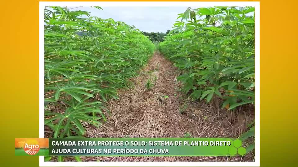 Sistema de plantio direto reduz custos e protege hortaliças do excesso de chuva no DF