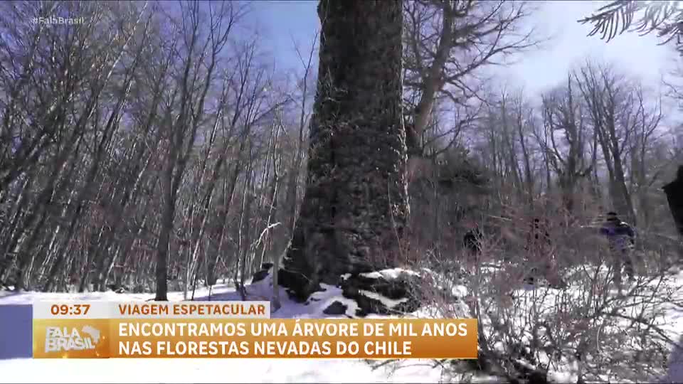 Conheça a Araucária Madre, árvore milenar que guarda tradições do povo Mapuche no Chile