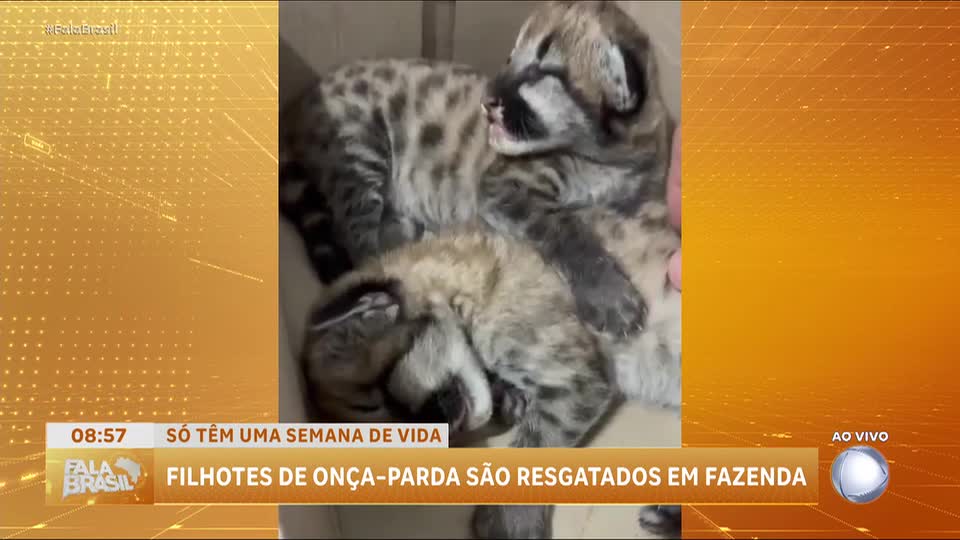 Filhotes de onça-parda são resgatados em fazenda em Goiás
