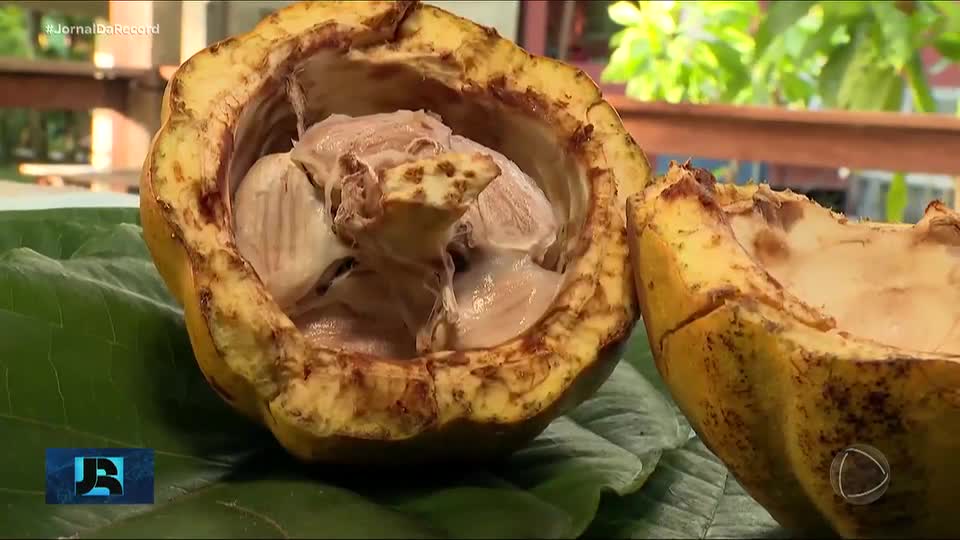 COP30: mudanças climáticas preocupam produção de cacau na Amazônia e acendem alerta na conferência