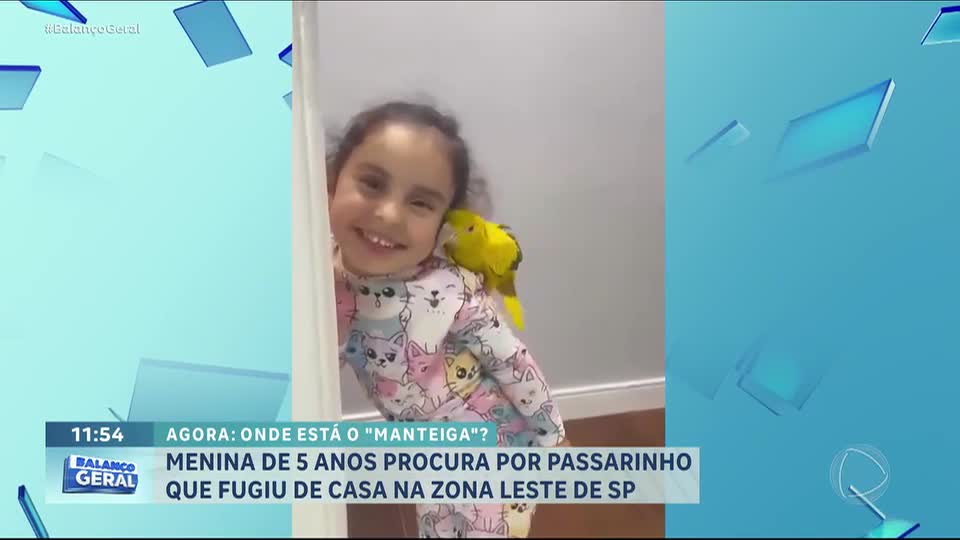 Família procura ararajuba perdida na zona leste de SP; ave é companheira de menina de 5 anos