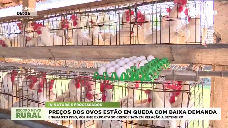 Preços dos ovos estão em queda com baixa demanda