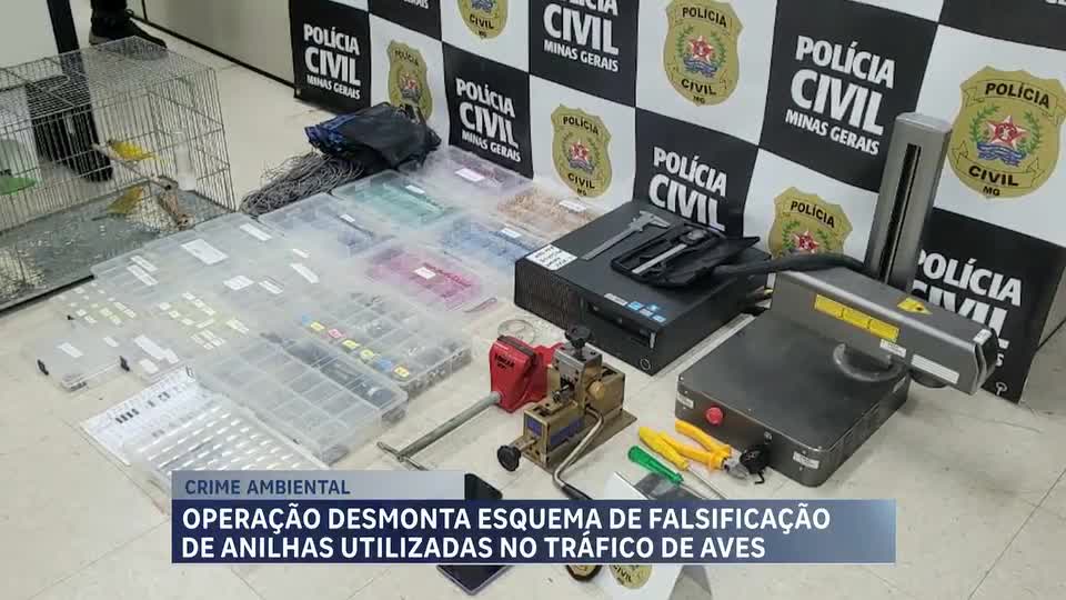 Operação desmonta esquema de falsificação de anilhas utilizadas no tráfico de aves em MG