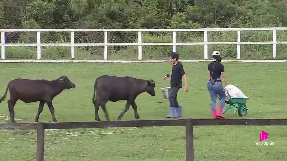 Búfalo afugenta Dudu, e Rayane debocha: 'Ele é tão mansinho' | A Fazenda 17