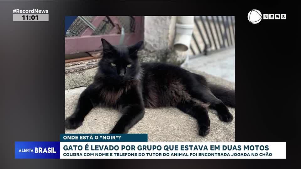 Gato é levado por grupo e coleira é encontrada na rua