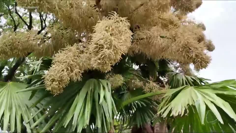 Palmeiras raras que florescem uma única vez na vida viram atração no RJ