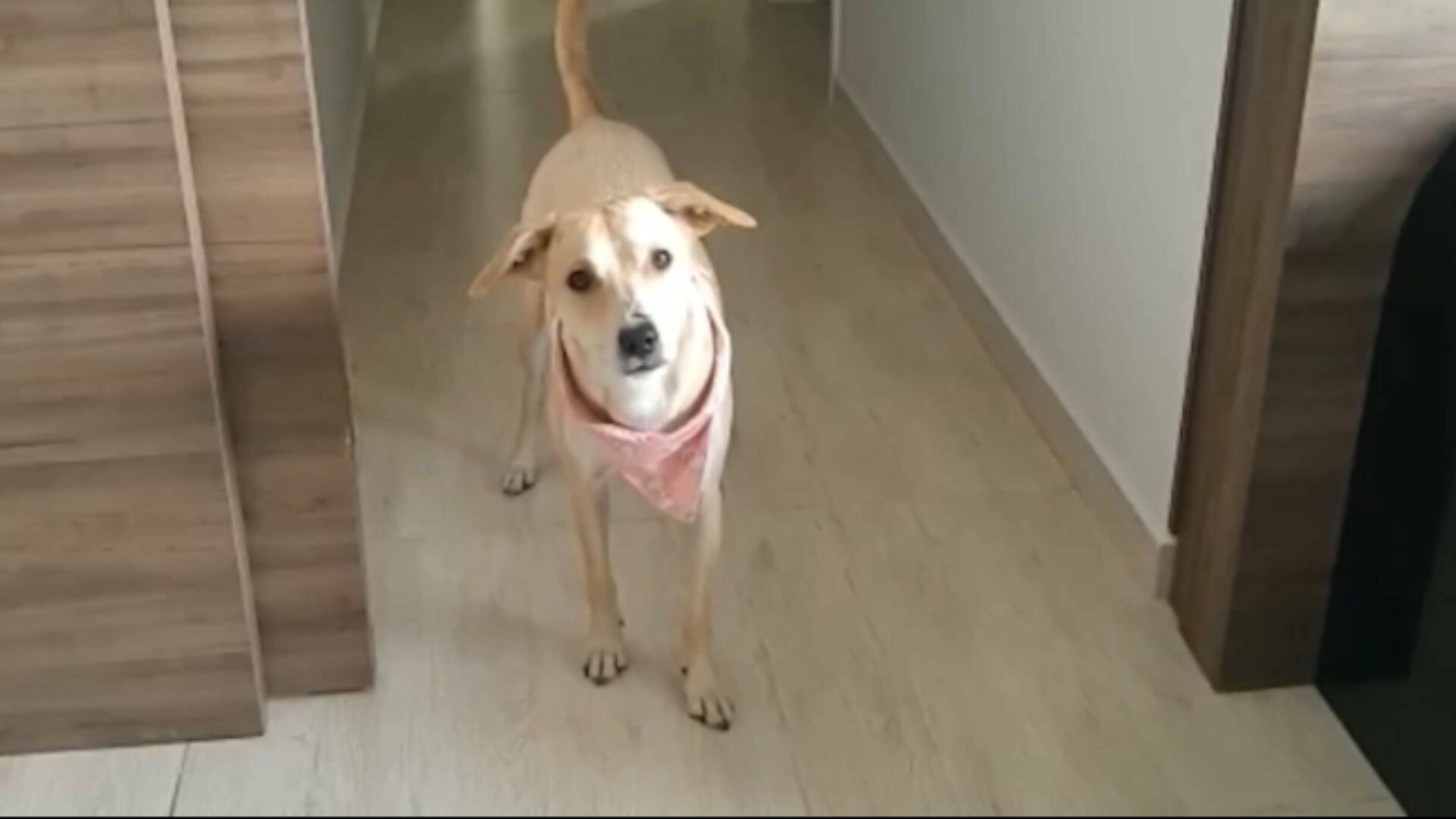 Assista ao 'Soltando os Bichos' deste domingo (30)