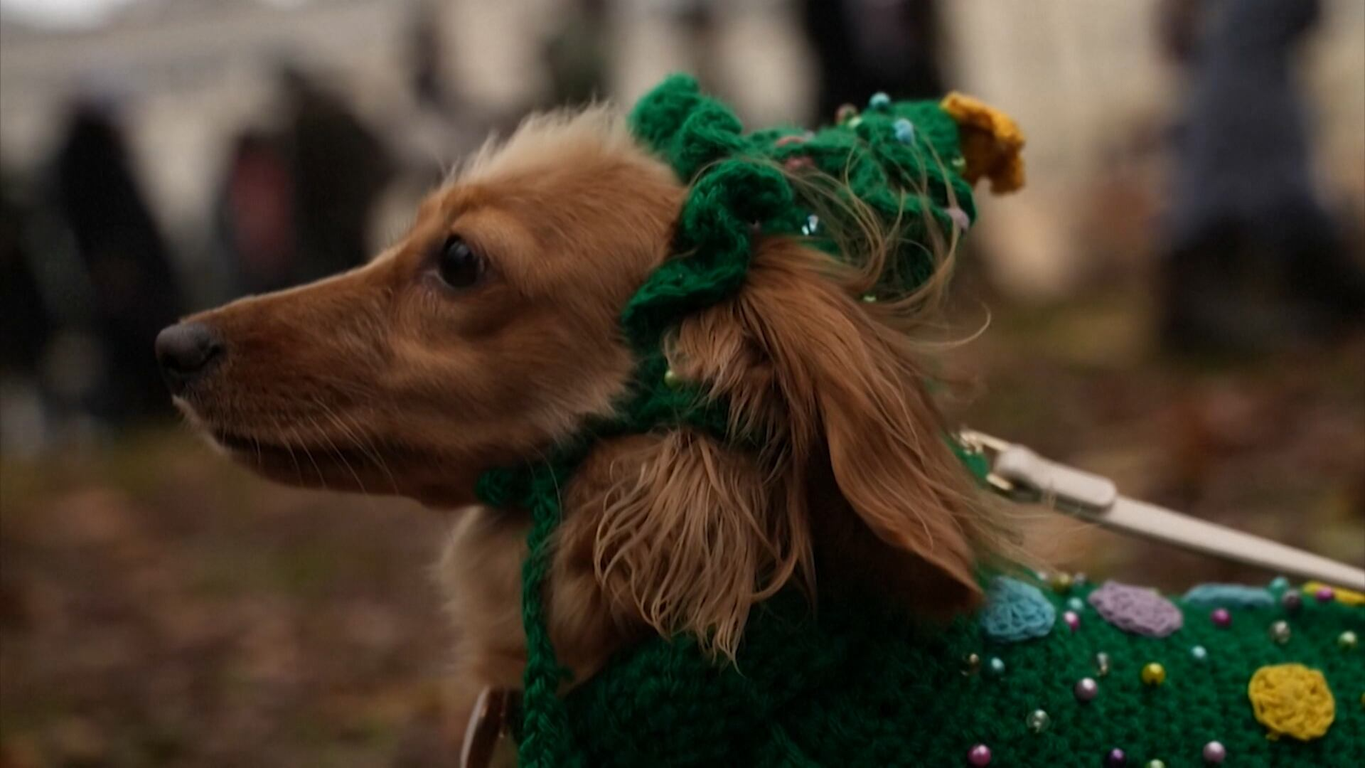 Desfile de cachorros anima as ruas de Londres