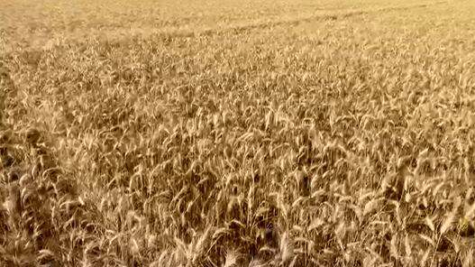 Safra Argentina de trigo deve bater recorde com 25,5 milhões de toneladas