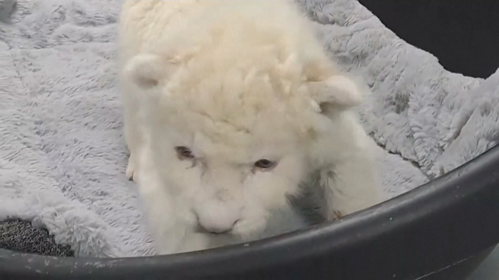 Zoólogico venezuelano apresenta filhotes de leão-branco