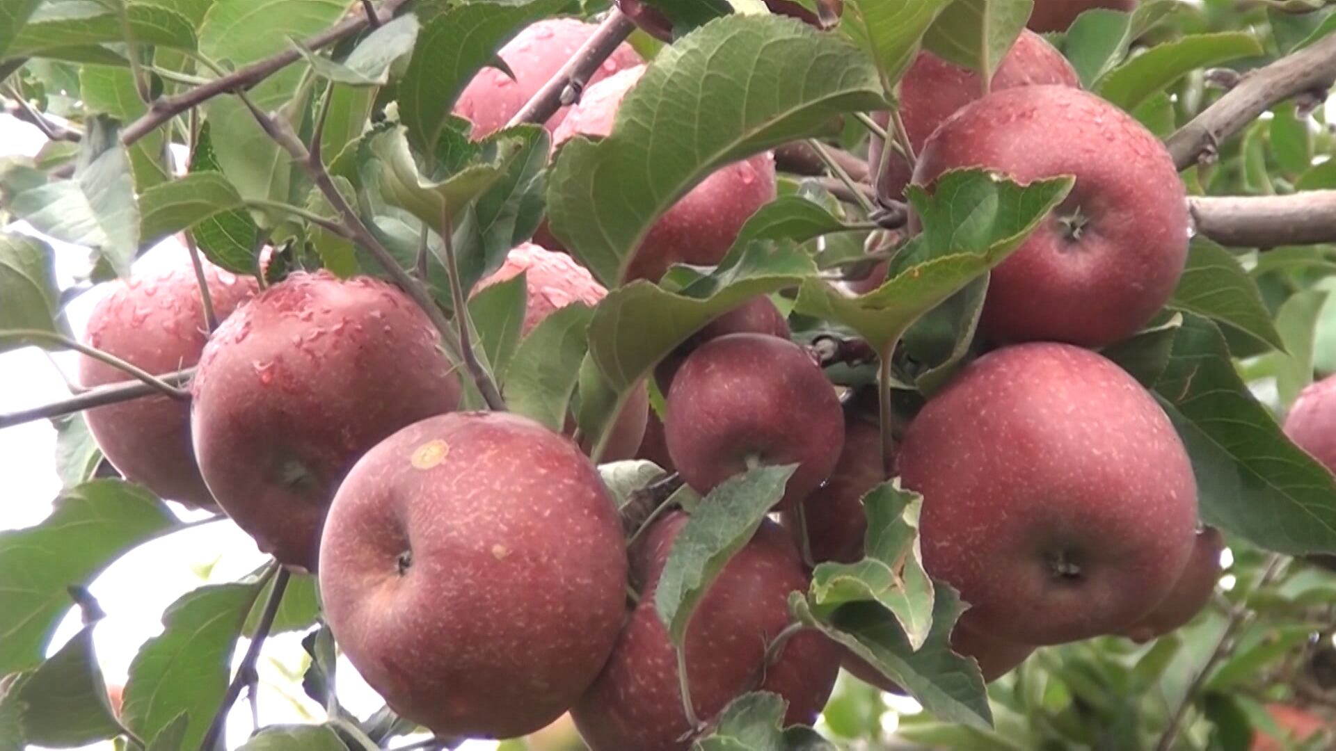 Maçã fica mais cara e avanço deve ficar limitado em dezembro