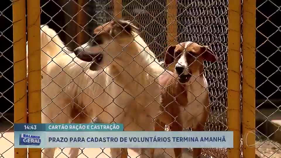 Cartões Ração e Castração: cuidadores de animais de rua no DF têm até sexta para se cadastrar